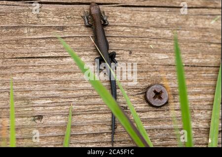 A small black lizard is warming itself on an old Board. Close up Stock Photo