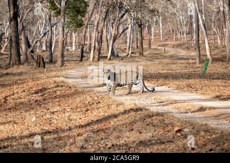 Leopard in Wild Stock Photo