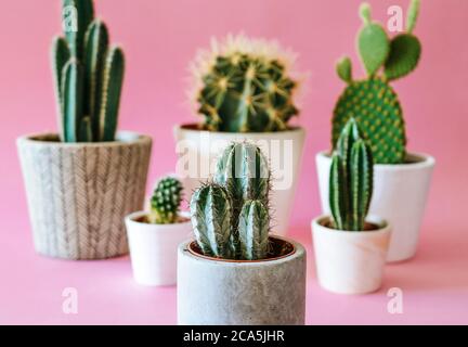 Various Cacti / Cactus plants in cement and white planters, isolated on colourful, pink pastel coloured background.