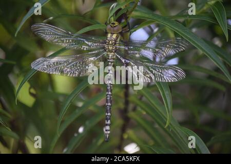 Large Dragonfly Stock Photo