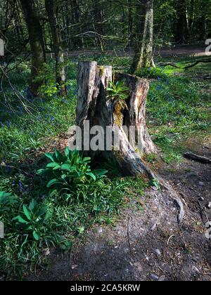 Old oak stump in woodland with curved roots and a plant growing on the stump. Stock Photo