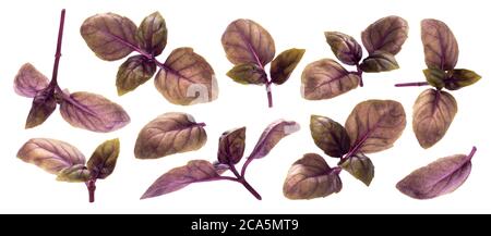 Collection of red basil leaves isolated on white background Stock Photo