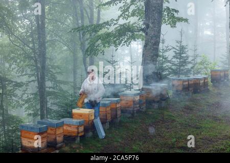 France, Ariege, Ariege Pyrenees Regional Natural Park, Couserans, Taurignan Vieux, Pyrenean beekeeper during his work on hives and honey Stock Photo