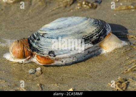 France, Somme (80), Quend-Plage, Soft-shell clam (Mya arenaria) Stock Photo