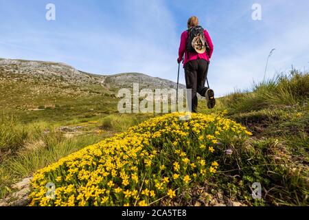 France, Alpes-de-Haute-Provence, Verdon regional nature park, hike to Chiran, passage of the Blieux portal pass in front of a broom of Spanish Gorse (Genista hispanica) Stock Photo