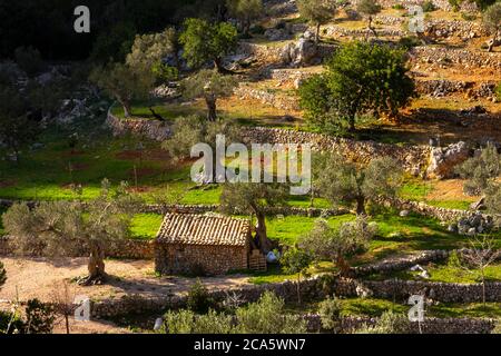 Spain, Balearic Islands, Majorca, Serra de Tramuntana, cultivation of olive trees on terraces Stock Photo