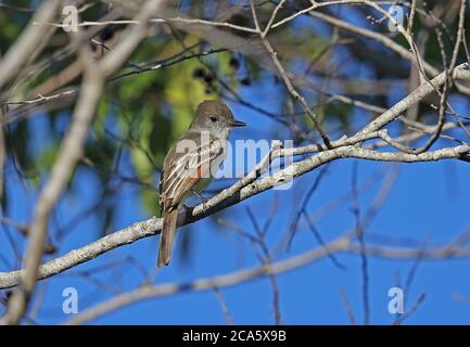 Stolid Flycatcher (Myiarchus stolidus dominicensis) adult perched on twig  Jaragua NP, Dominican Republic          January 2014 Stock Photo