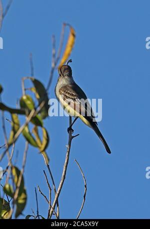 Stolid Flycatcher (Myiarchus stolidus dominicensis) adult perched on twig  Jaragua NP, Dominican Republic          January 2014 Stock Photo