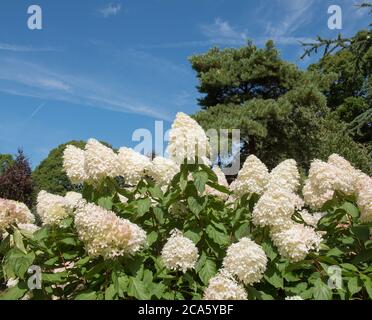 Flower Heads of a Hydrangea paniculata 'Phantom' Shrub Growing in a Country Cottage Garden in Rural Devon, England, UK Stock Photo