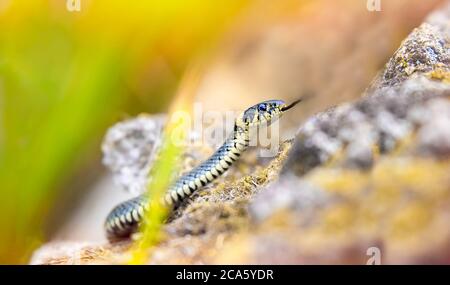 The grass snake Natrix natrix, snake crawls on a hot rock rock. Stock Photo