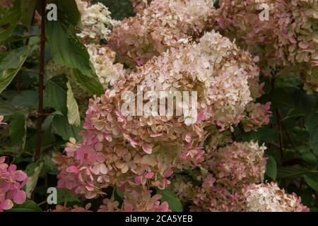Flower Heads of a Hydrangea paniculata 'Phantom' Shrub Growing in a Country Cottage Garden in Rural Devon, England, UK Stock Photo