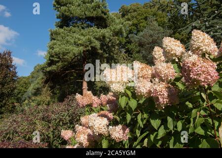 Flower Heads of a Hydrangea paniculata 'Phantom' Shrub Growing in a Country Cottage Garden in Rural Devon, England, UK Stock Photo