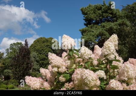 Flower Heads of a Hydrangea paniculata 'Phantom' Shrub Growing in a Country Cottage Garden in Rural Devon, England, UK Stock Photo