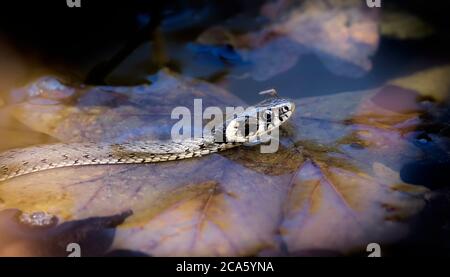 The grass snake Natrix natrix, The grass snake swims in the water, fishing for fish, a mosquito is sitting on the snake's head. Stock Photo