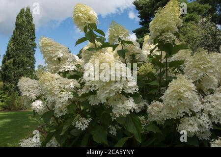 Flower Heads of a Hydrangea paniculata 'Phantom' Shrub Growing in a Country Cottage Garden in Rural Devon, England, UK Stock Photo