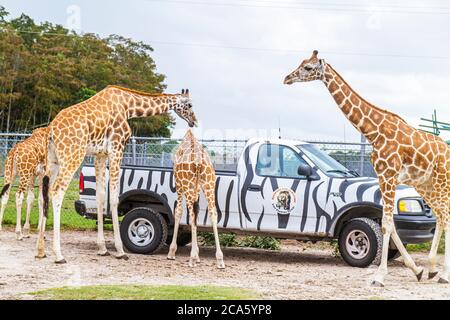 Florida,Palm Beach County,West Palm Beach,Loxahatchee,Lion Country Safari,drive through,wild animals,African giraffe,giraffa camelopandalis,camouflage Stock Photo