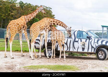 West Palm Beach Florida,Loxahatchee,Lion Country Safari,drive through,wild animals,African giraffe,giraffa camelopandalis,camouflage,pickup truck,zebr Stock Photo