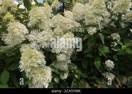 Flower Heads of a Hydrangea paniculata 'Phantom' Shrub Growing in a Country Cottage Garden in Rural Devon, England, UK Stock Photo