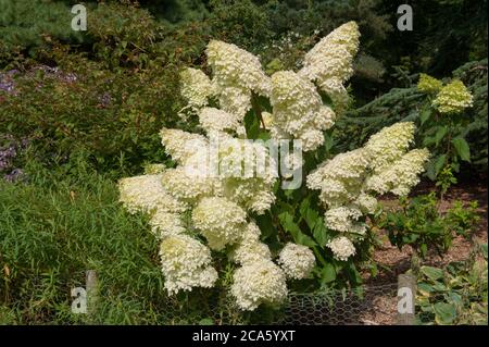 Flower Heads of a Hydrangea paniculata 'Phantom' Shrub Growing in a Country Cottage Garden in Rural Devon, England, UK Stock Photo