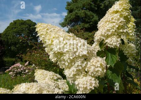 Flower Heads of a Hydrangea paniculata 'Phantom' Shrub Growing in a Country Cottage Garden in Rural Devon, England, UK Stock Photo