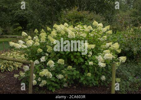 Flower Heads of a Hydrangea paniculata 'Phantom' Shrub Growing in a Country Cottage Garden in Rural Devon, England, UK Stock Photo