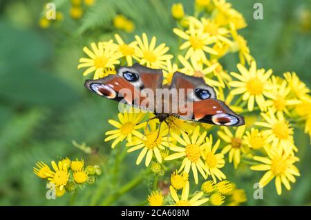 Peacock butterfly (Inachis io) on Ragwort Stock Photo