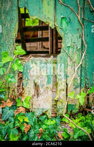 A green barn boor with a hole and ivy reclaiming the building Stock Photo
