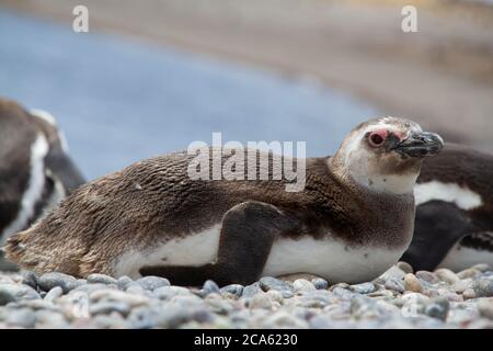 Juvenile Penguin Stock Photo