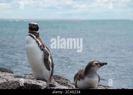 Adult and juvenile Magellanic Penguin Stock Photo