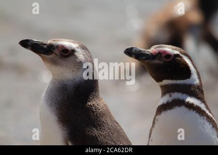 Magellanic penguin adult and a juvenile coming out of the sea Stock Photo