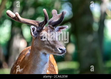 portrait of a fallow deer in forest Stock Photo