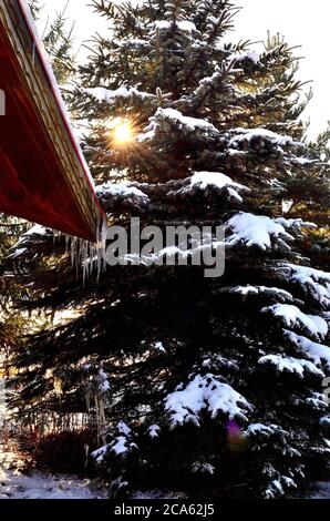 Icicles on cottage with green Pine Tree on the Background. Stock Photo