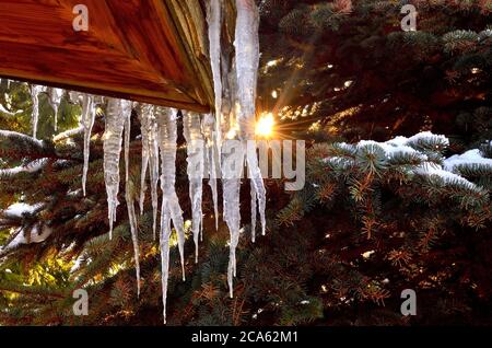 Icicles on cottage with green Pine Tree on the Background. Stock Photo