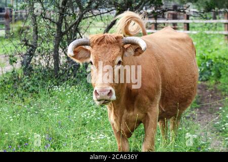 Cow in Donana National Park, Donana nature reserve. wetlands or marsh cow. Cow of Marshes Stock Photo