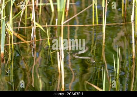 grass snake (Natrix natrix) on water Stock Photo