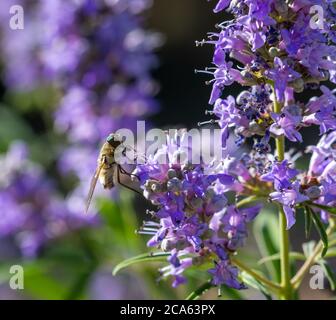 Diptero perched on lavender flowers Stock Photo