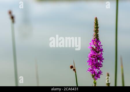 Purple flowers of loosestrife (Lythrum salicaria) among the reeds of a lagoon Stock Photo