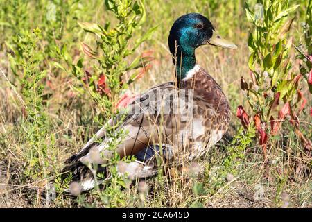 adult male mallard (Anas platyrhynchos) Stock Photo