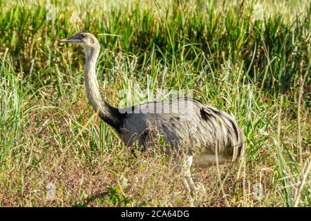 nandu or Rhea walking in the grassland in Ibera Marhland, Argentina, small ostrich Stock Photo