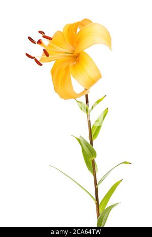 Orange lily flower and foliage isolated against white Stock Photo