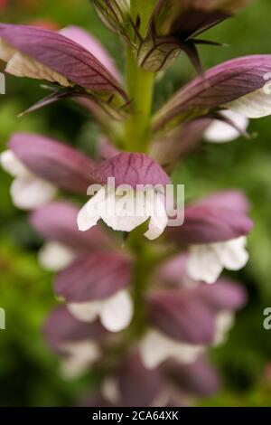 Origanum Kent Beauty  Oregano in Yorkshire garden August flowers Stock Photo