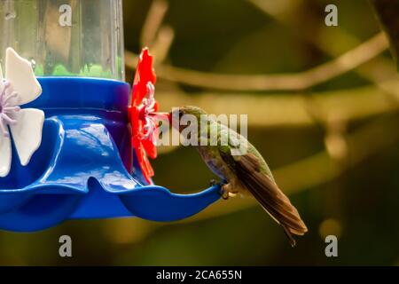 hummingbird sucking sugary water from a trough or trough Stock Photo