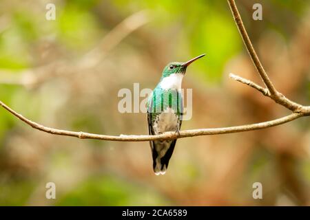 white-throated hummingbird perched on a branch Stock Photo