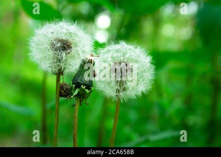 Two white dandelion flowers on a green background Stock Photo