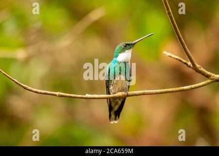 white-throated hummingbird perched on a branch Stock Photo