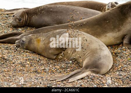 Southern Elephant seals, Mirounga leonina, resting on the beach. in Caleta Valdes in Patagonia Argentina. Stock Photo