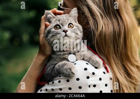 The girl is holding on to the shoulders of her pet. Kitten breed Scottish Straight 4 months old with a badge on his neck. High quality photo Stock Photo