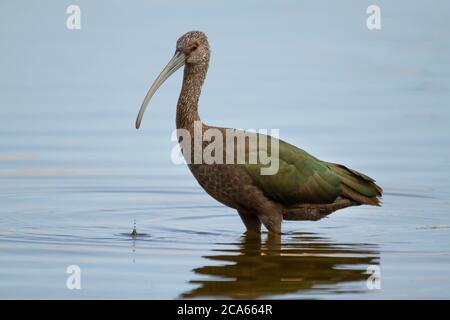 Close up of White-faced Ibis, Plegadis chihi, searching for food in the shallow wetlands of Reta in Buenos Aires. Stock Photo