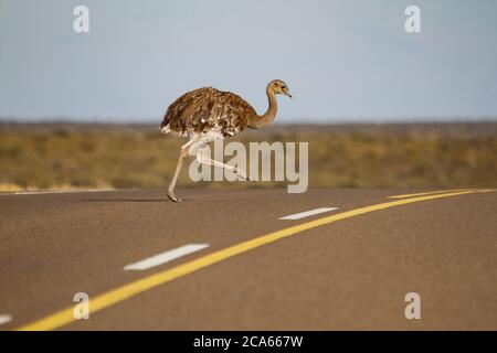 Darwin's rhea, Rhea pennata also known as the lesser rhea. Stock Photo