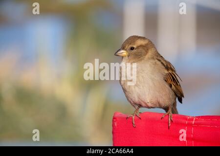 The female house sparrow, Passer domesticus, is a bird of the sparrow family Passeridae, found in most parts of the world. It is a small bird. The Stock Photo